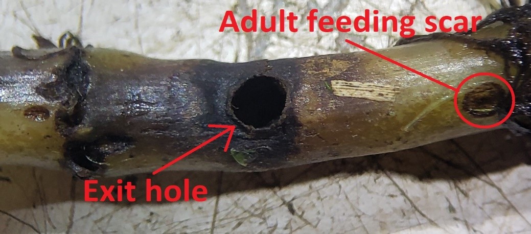 Figure 8 Parrot feather stem with adult feeding scar and an exit holejpg